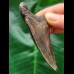 7.5 cm blue tooth of the Megalodon