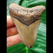 7,5 cm brauner Zahn des Megalodon