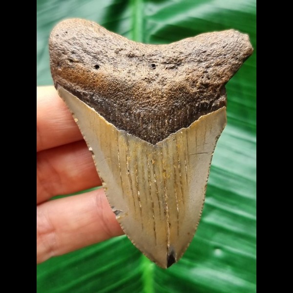 7.5 cm brown tooth of the Megalodon
