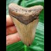 7.5 cm brown tooth of the Megalodon