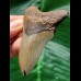 7.5 cm brown tooth of the Megalodon
