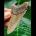 7.5 cm brown tooth of the Megalodon