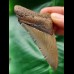 7.5 cm brown tooth of the Megalodon