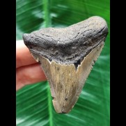 7,1 cm grauer Zahn des Megalodon