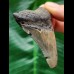 7.1 cm grey tooth of the Megalodon