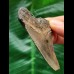 7.1 cm grey tooth of the Megalodon