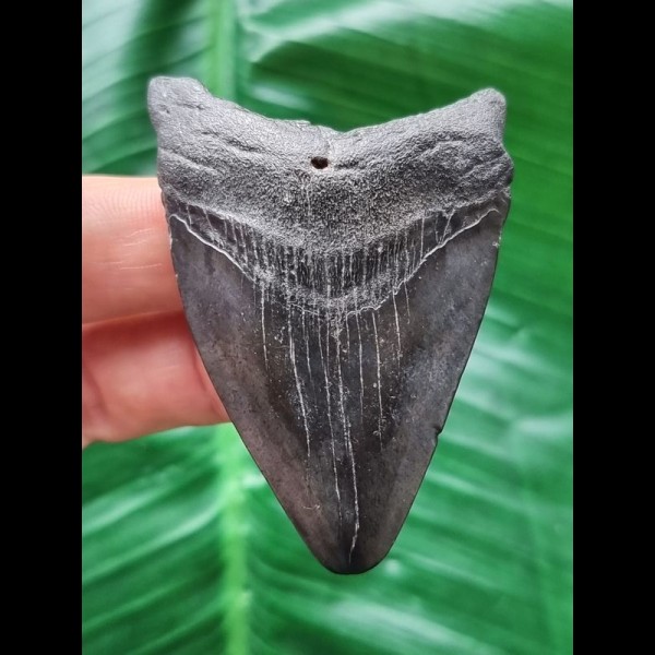 6.3 cm dark tooth of the Megalodon
