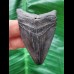 6.3 cm dark tooth of the Megalodon