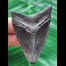 6.3 cm dark tooth of the Megalodon