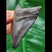 6.3 cm dark tooth of the Megalodon