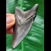 6.3 cm dark tooth of the Megalodon