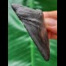 6.3 cm dark tooth of the Megalodon