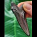 6.3 cm dark tooth of the Megalodon