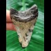 6,2 cm blau-grauer Zahn des Megalodon