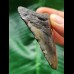 6,2 cm blau-grauer Zahn des Megalodon