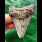 6,6 cm dolchförmiger Zahn des Megalodon