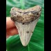 6,6 cm dolchförmiger Zahn des Megalodon
