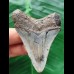 6,6 cm dolchförmiger Zahn des Megalodon
