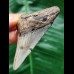 6,6 cm dolchförmiger Zahn des Megalodon