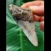 6,6 cm dolchförmiger Zahn des Megalodon