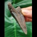 6,6 cm dolchförmiger Zahn des Megalodon