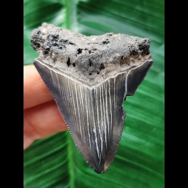 6.6 cm shiny tooth of the Megalodon