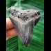 6.6 cm shiny tooth of the Megalodon