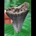 6.6 cm shiny tooth of the Megalodon