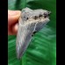 6.6 cm shiny tooth of the Megalodon