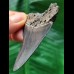 6.6 cm shiny tooth of the Megalodon
