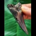 6.6 cm shiny tooth of the Megalodon