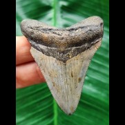 6,5 cm grauer Zahn des Megalodon