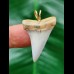 3,2 cm sehr heller Zahn des Mako Hai als Anhänger