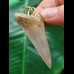 5,3 cm größerer Zahn des Mako Hai als Anhänger