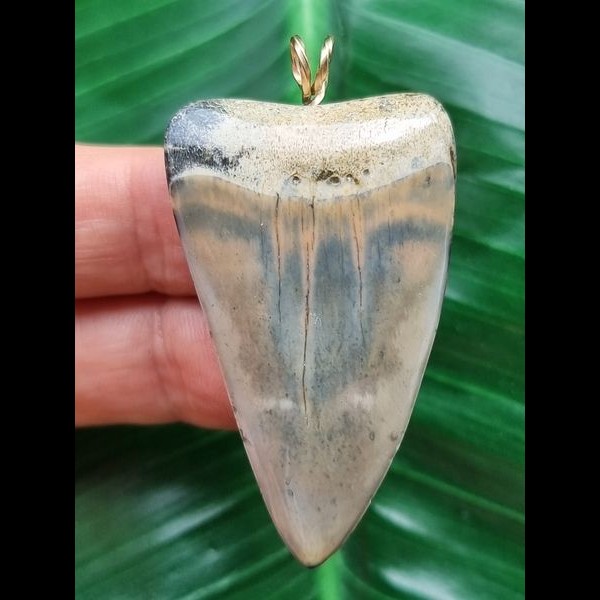 4.8 cm wide Mako shark tooth pendant