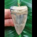 4.8 cm wide Mako shark tooth pendant