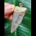 4.8 cm wide Mako shark tooth pendant