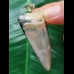 4.8 cm wide Mako shark tooth pendant