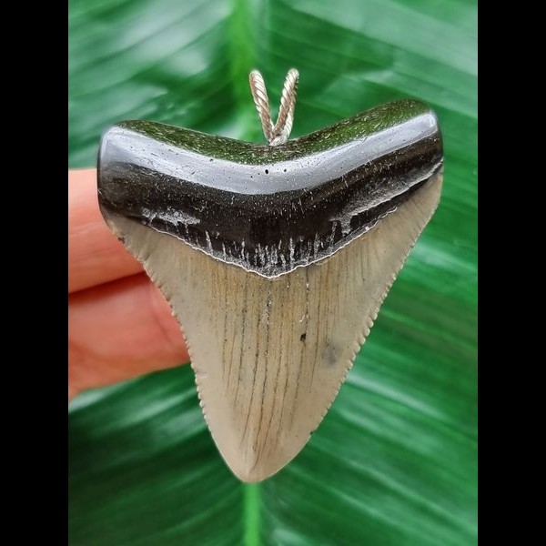 5,5 cm grauer Zahn des Megalodon als Anhänger
