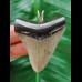 5,5 cm grauer Zahn des Megalodon als Anhänger