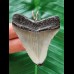 5,5 cm grauer Zahn des Megalodon als Anhänger