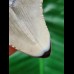 5,5 cm grauer Zahn des Megalodon als Anhänger