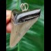 5,5 cm grauer Zahn des Megalodon als Anhänger