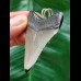 5,5 cm grauer Zahn des Megalodon als Anhänger