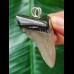 5,5 cm grauer Zahn des Megalodon als Anhänger