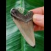 5,5 cm grauer Zahn des Megalodon als Anhänger