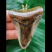 6.6 cm large massive tooth of the Megalodon as a pendant