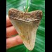 6.6 cm large massive tooth of the Megalodon as a pendant