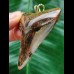 6.6 cm large massive tooth of the Megalodon as a pendant