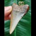 6.6 cm large massive tooth of the Megalodon as a pendant